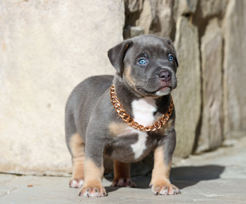 ROSE GOLD CUBAN LINK LUXURY DOG CHOKE CHAIN COLLAR