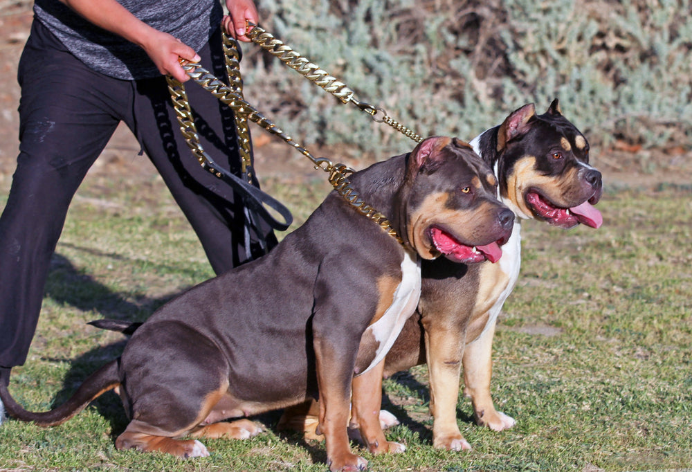 24 MM BIG BOY ROLLS ROYCE GOLD DOG LEASH