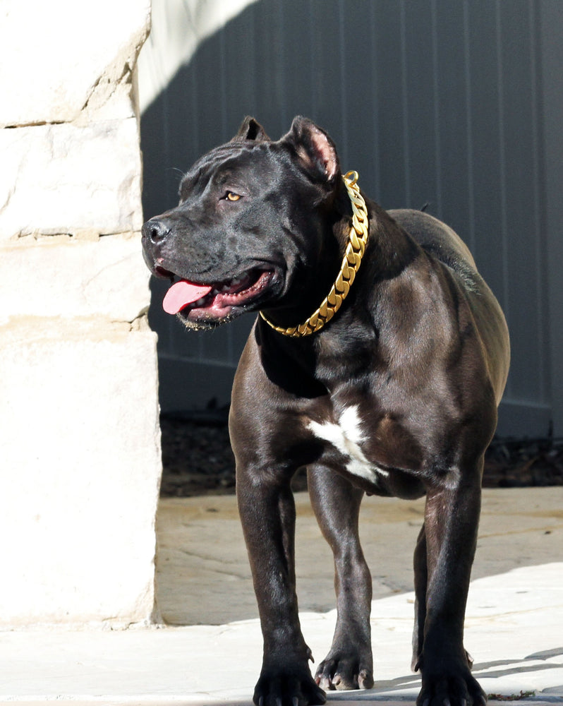 24 MM GOLD ROLLS ROYCE CUBAN DOG COLLAR