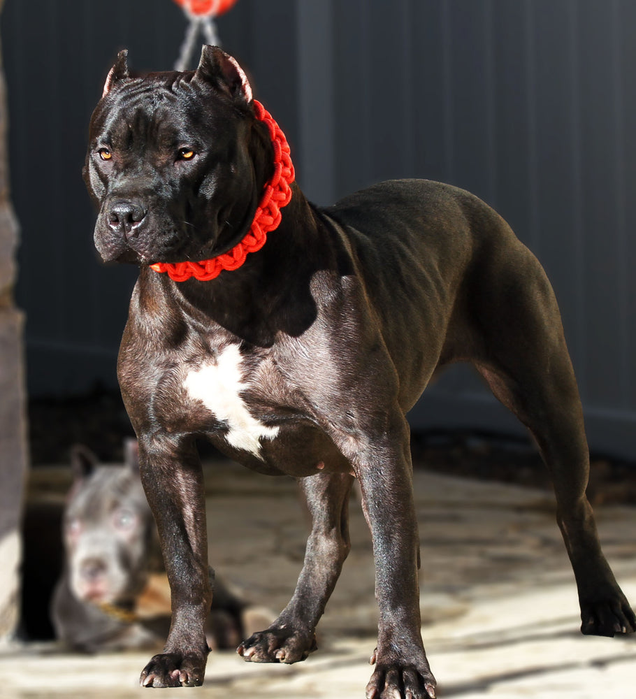 RED SHOWTIME COLLAR AND LEASH SET