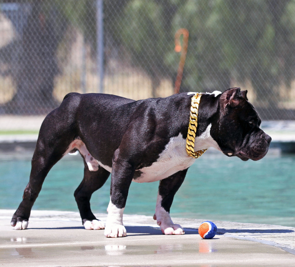 31 MM GOLD ROLLS ROYCE CUBAN DOG COLLAR THICKEST