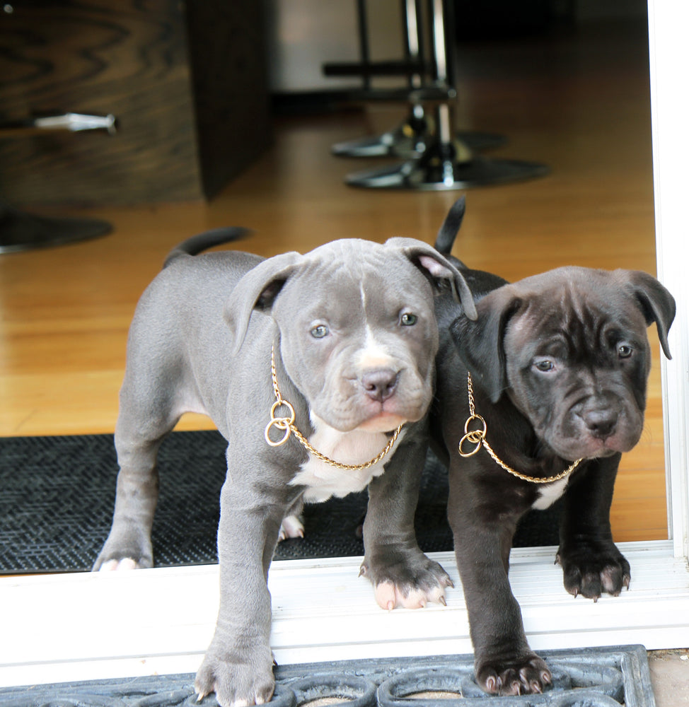 GOLD SNAKE CHAIN COLLAR