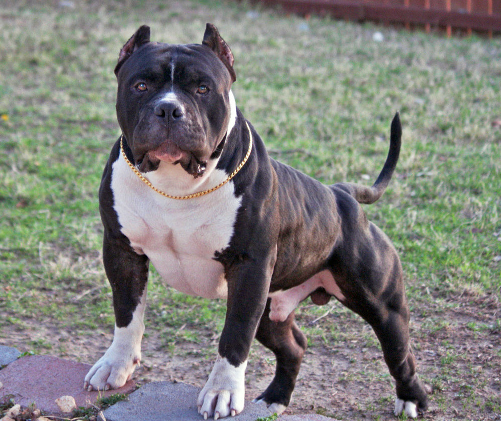 GOLD SNAKE CHAIN COLLAR