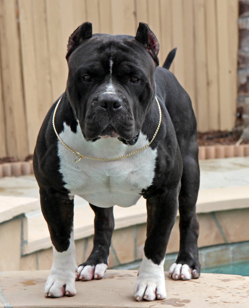 GOLD SNAKE CHAIN COLLAR