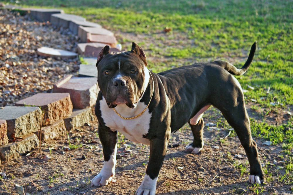 GOLD SNAKE CHAIN COLLAR