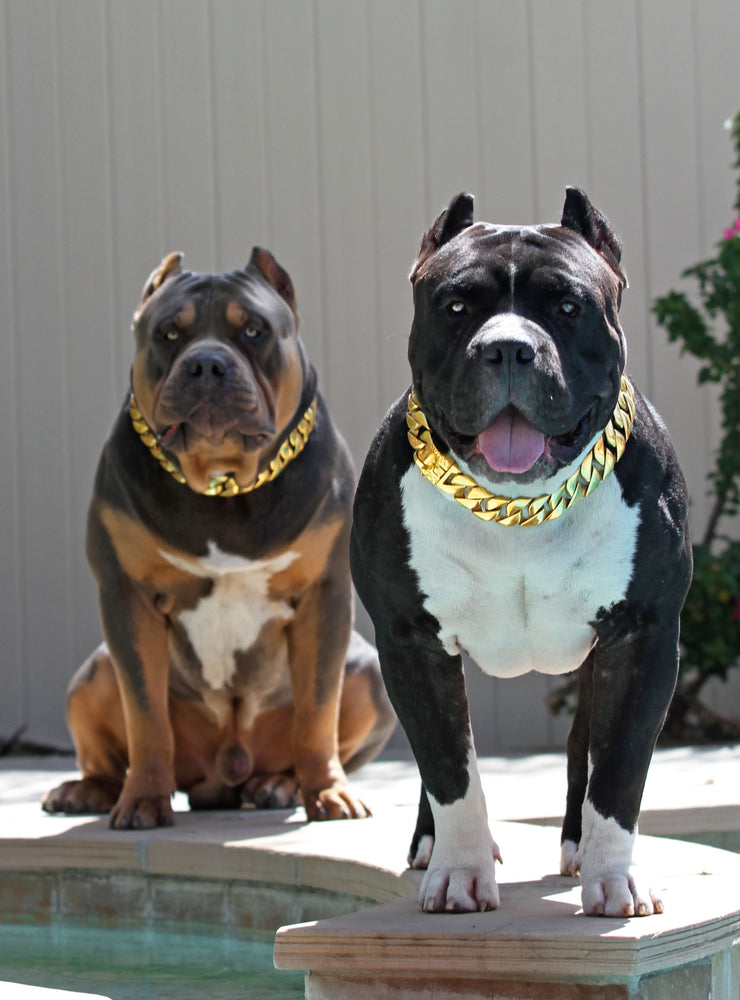 31 MM GOLD ROLLS ROYCE CUBAN DOG COLLAR THICKEST