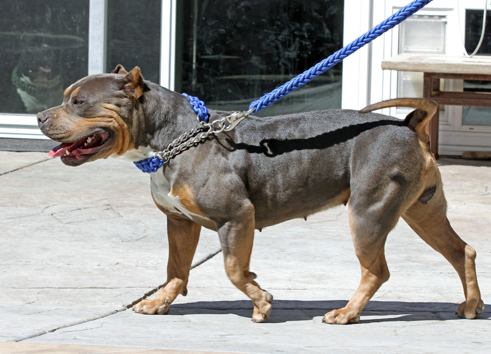 BLUE SHOWTIME COLLAR AND LEASH SET