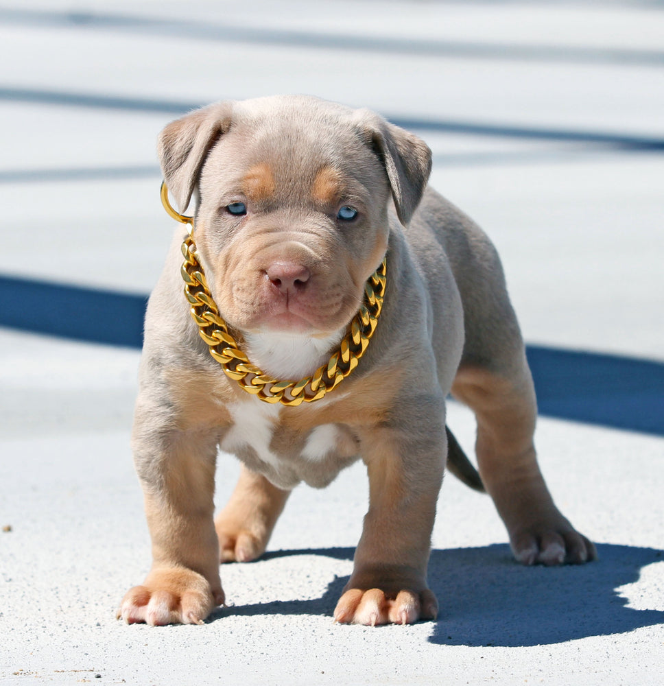 GOLD CUBAN LINK LUXURY DOG CHAIN COLLAR