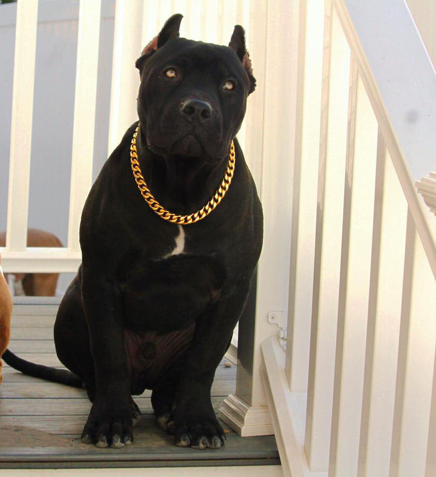 GOLD CUBAN LINK LUXURY DOG CHAIN COLLAR