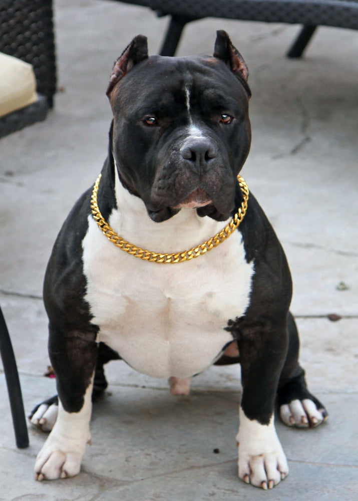GOLD CUBAN LINK LUXURY DOG CHAIN COLLAR