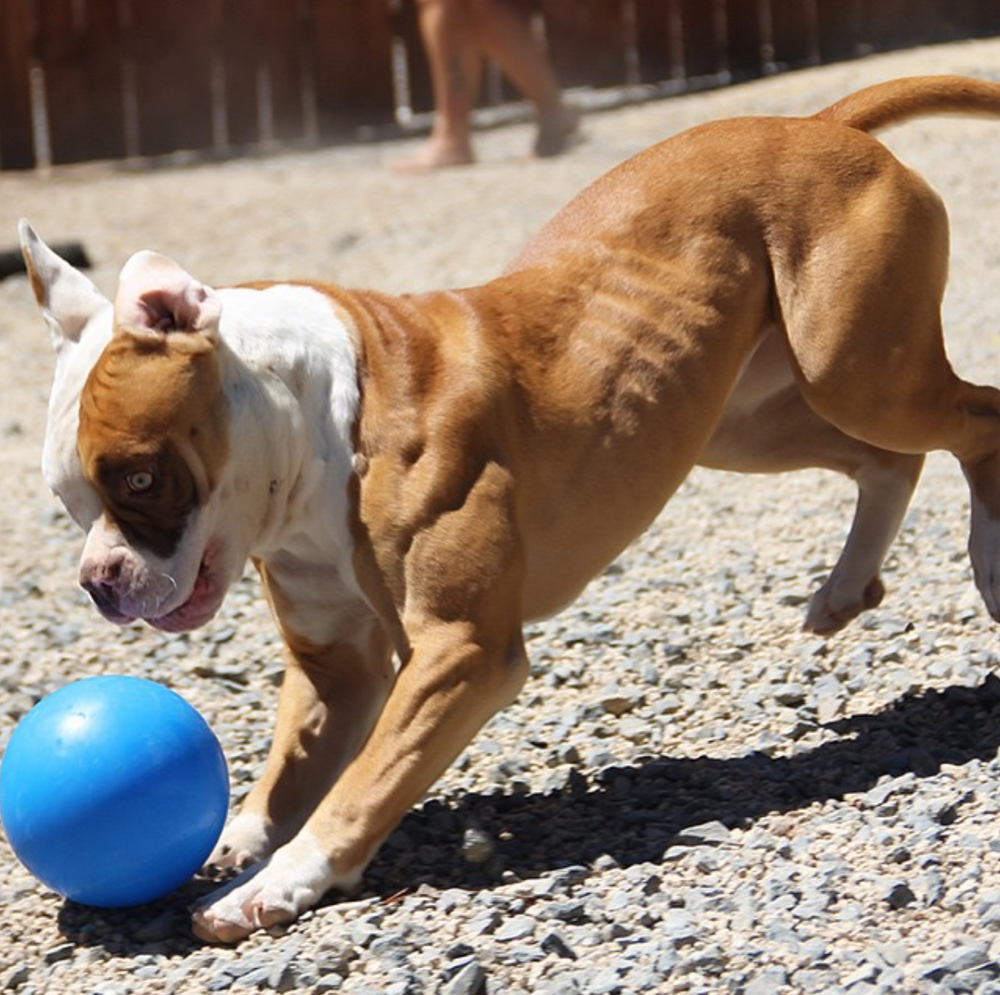 INDESTRUCTIBLE BALL SMALL 6"