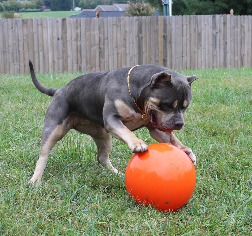 GOLD SNAKE CHAIN COLLAR