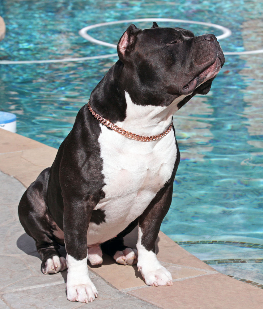 ROSE GOLD CUBAN LINK LUXURY DOG CHOKE CHAIN COLLAR